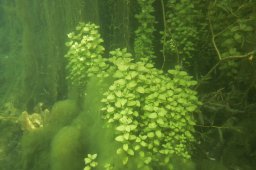 20010803_Echinger_Weiher_0041